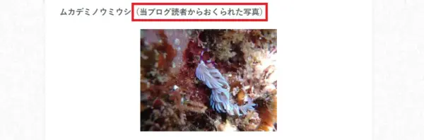 ファンから提供された「葉山の海の生物」情報をブログで紹介