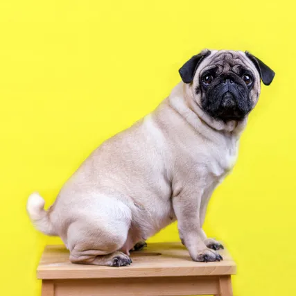正方形にトリミングされた犬の画像
