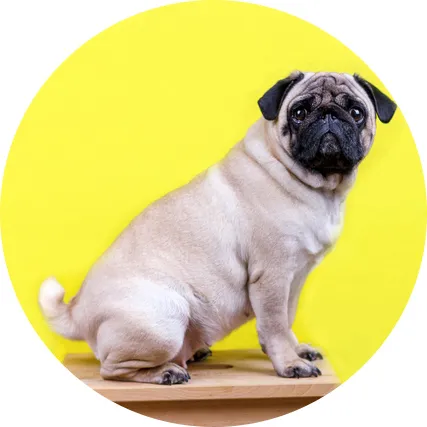 正円にトリミングされた犬の画像