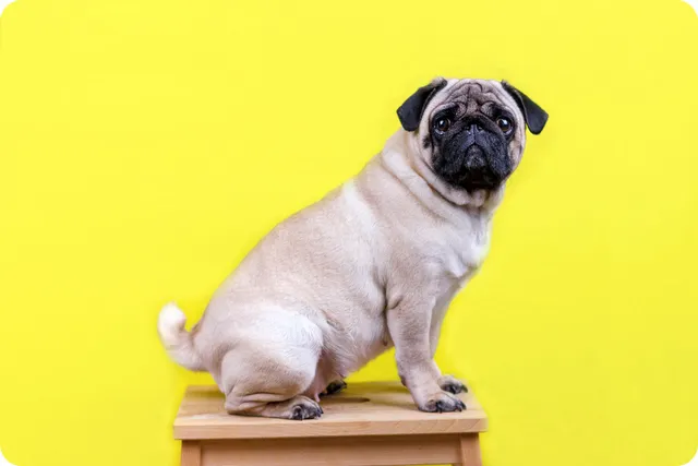 角丸にトリミングされた犬の画像