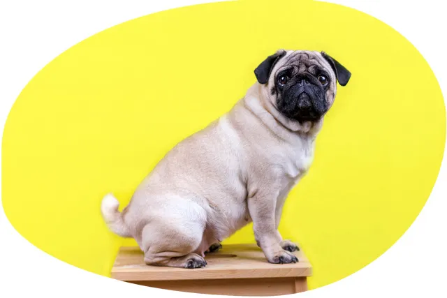 いびつな形にトリミングされた犬の画像