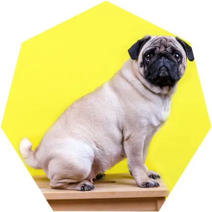 六角形にトリミングされた犬の画像